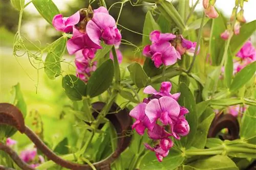 многолетний душистый горошек Lathyrus latifolius