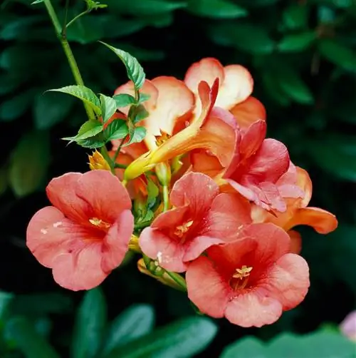 Цветочная гроздь кампсиса трубчатая лоза