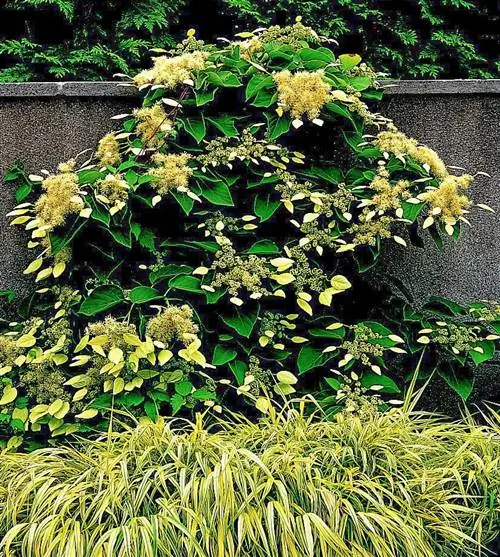 Ложная гортензия лоза