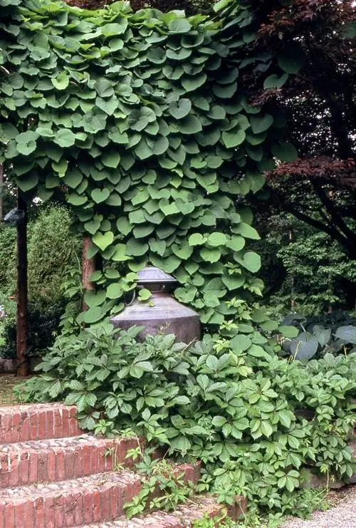 трубка голландца