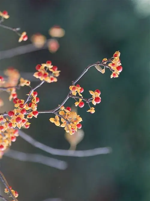 Горько-сладкие цветки