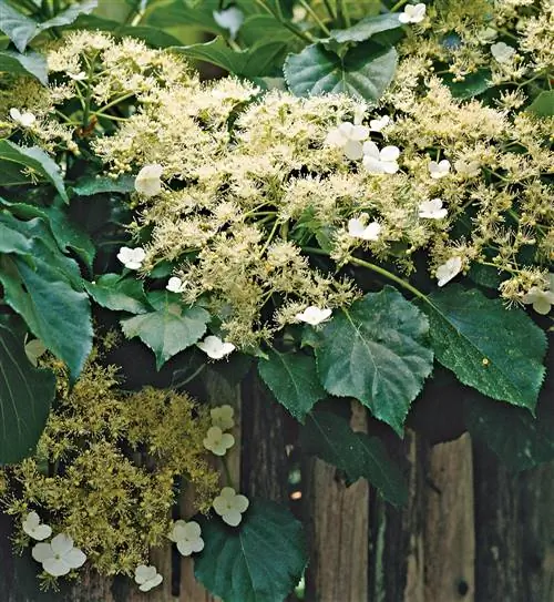 Плетистая гортензия