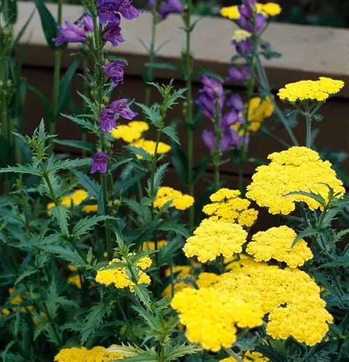 тысячелистник желтый (Achillea), пенстемон пурпурный