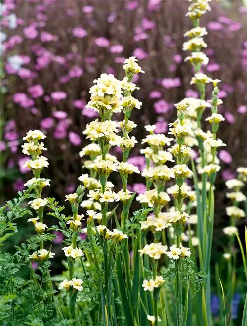 Голубоглазая трава тети Мэй