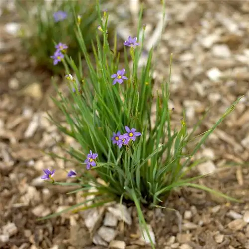 Голубоглазая трава