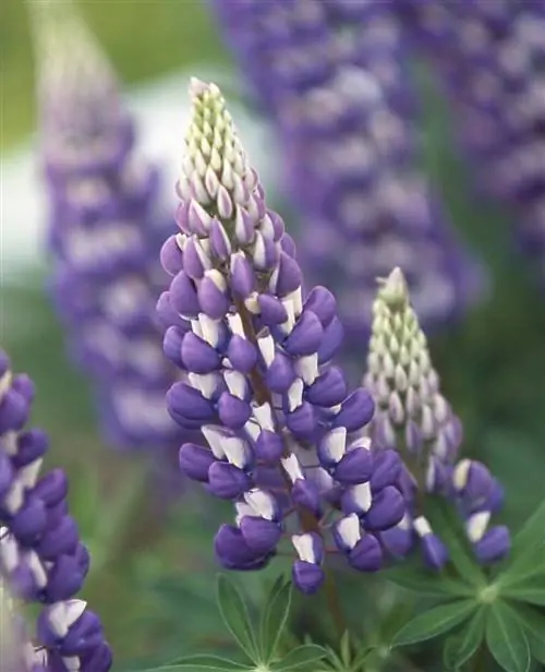 Блю Рассел Люпин