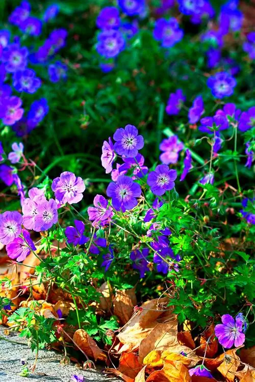 Фиолетовые герани возле тротуара