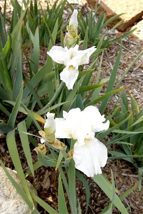 Белый ирис в саду