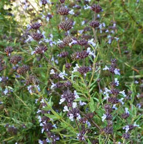 Шалфей с острова Санта-Роза