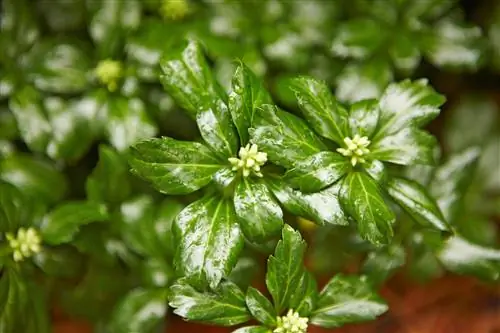 Пахисандра