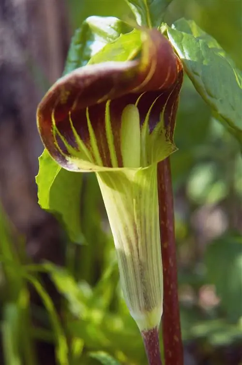 Джек за кафедрой