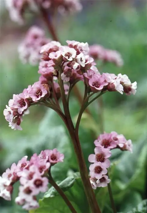 Розовая бадан