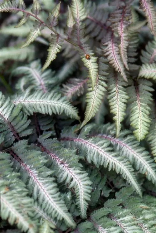 Японский нарисованный папоротник