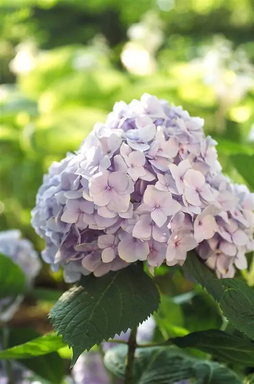 Повторно цветущая лаванда Цветение гортензии