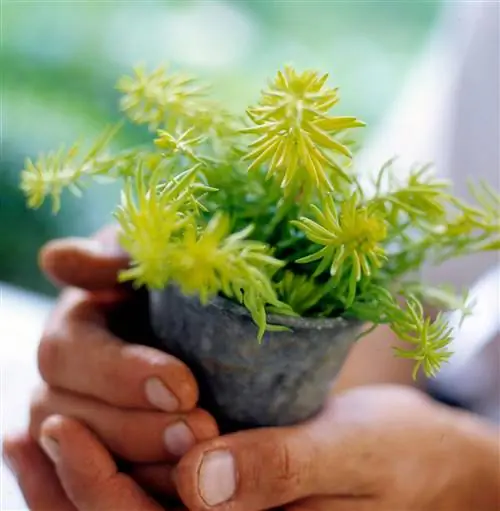 Человек, держащий очиток "Анджелина"