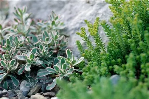 Крупный план очитка "Триколор"