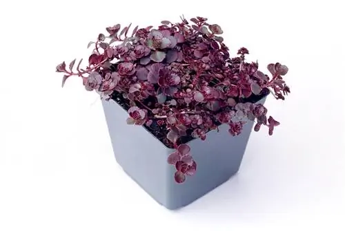 Очиток 'Кровь дракона'