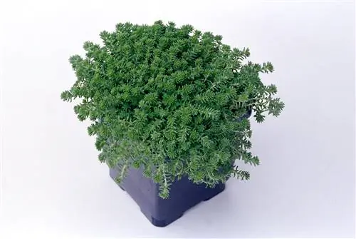 Sedum grisebachii в синем контейнере