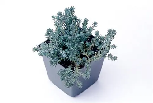 Седум 'Голубая ель'