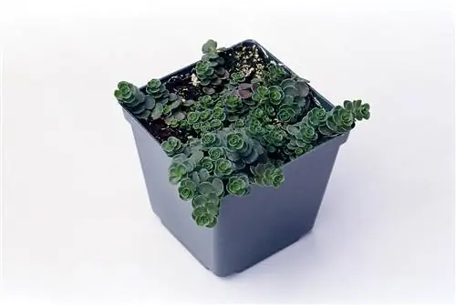 Очиток 'Джон Крич'