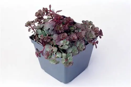 Очиток 'Элизабет' в синем контейнере