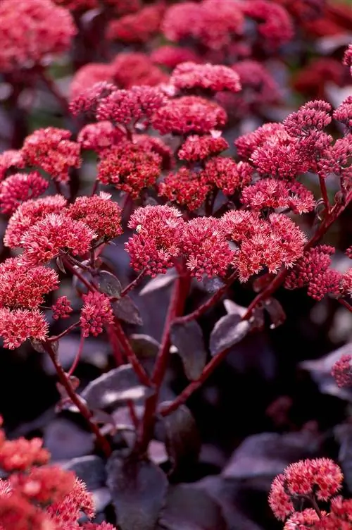 Очиток 'Пурпурный император'