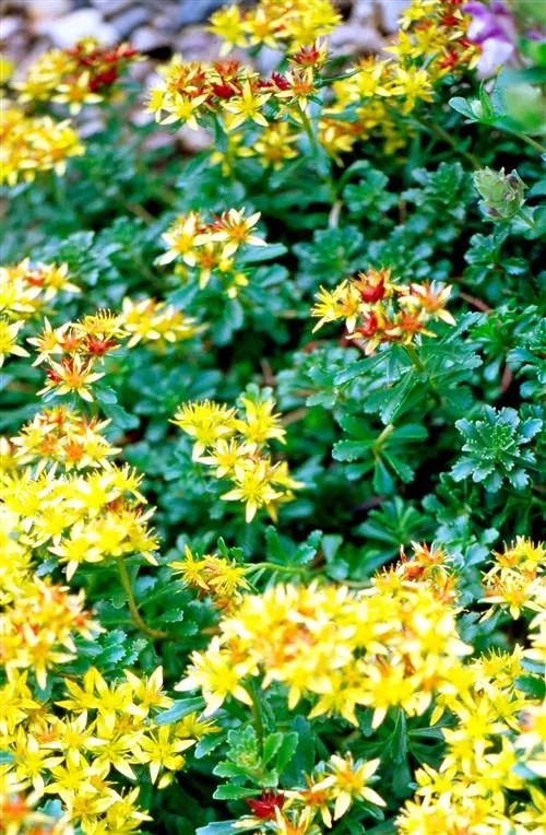 Желтый очиток акр