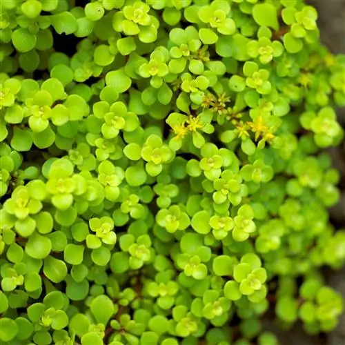 очиток макиной огон