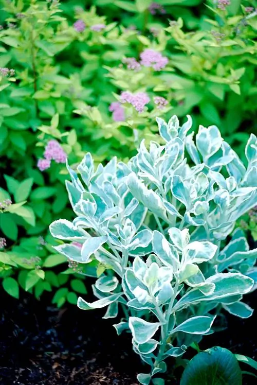 Очиток 'Морозное утро'