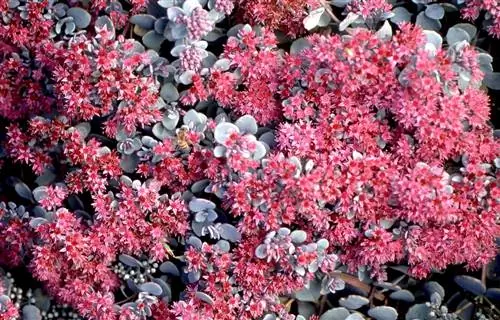 Розовый очиток sieboldii