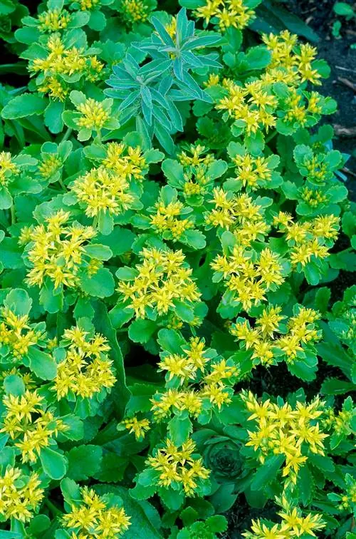 Желтый очиток камчатский