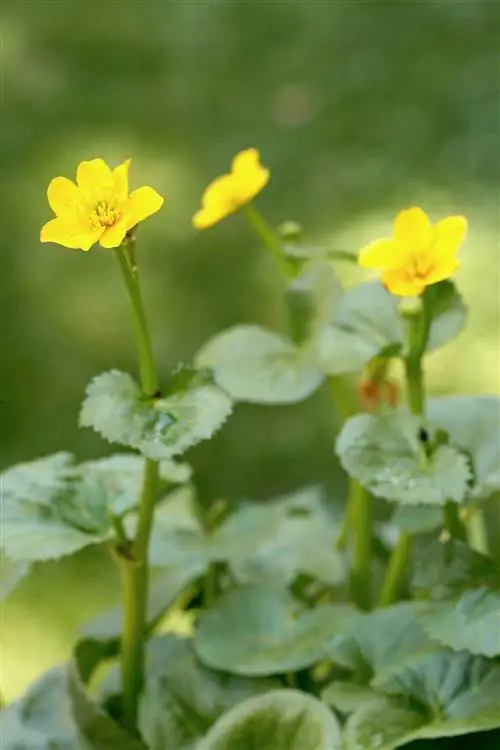 календула болотная c altha palustris