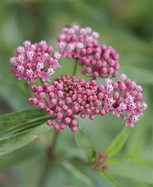 Молочай болотный Asclepias incarnata