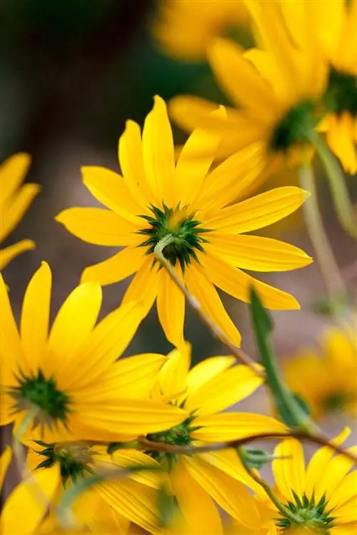 ивовый лист подсолнуха