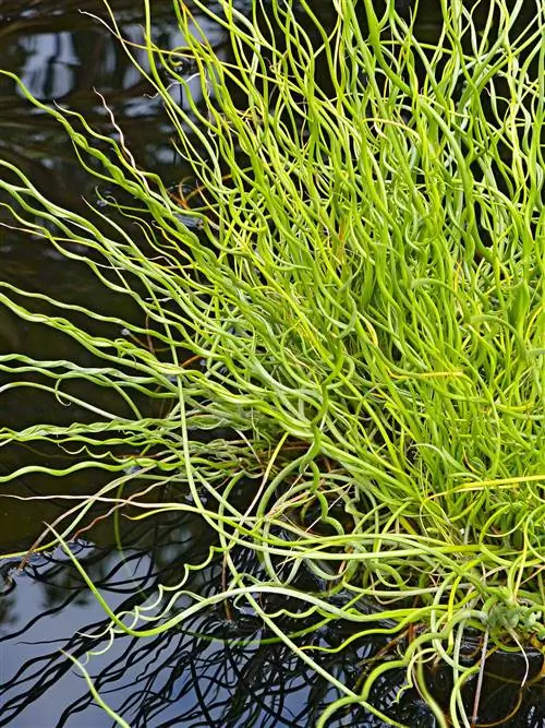 Штопор Rush Juncus effusus Twister