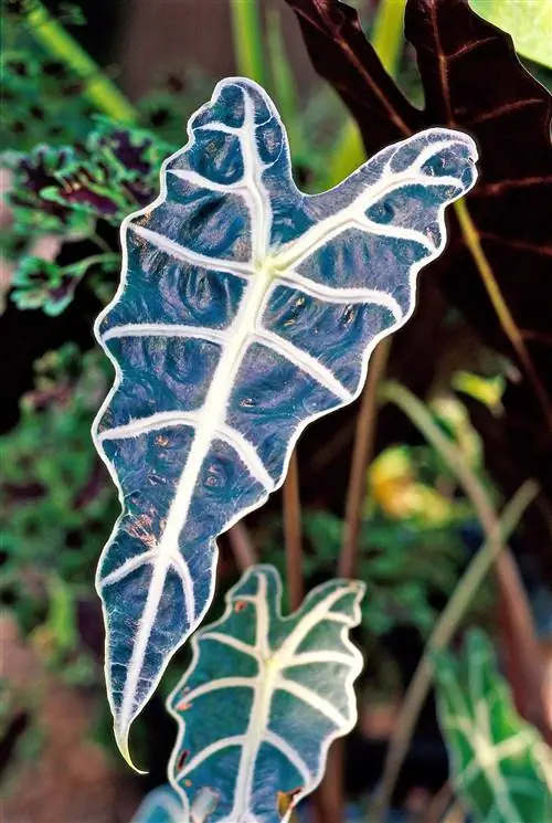 слоновье ухо алоказия амазонская