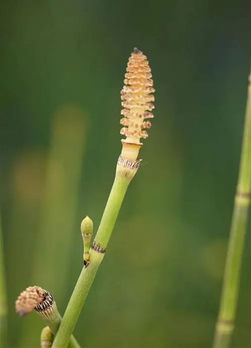 хвощ полевой сорняк