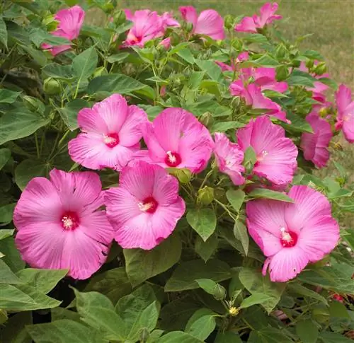 14 милых многолетних растений, которые любят влажную почву