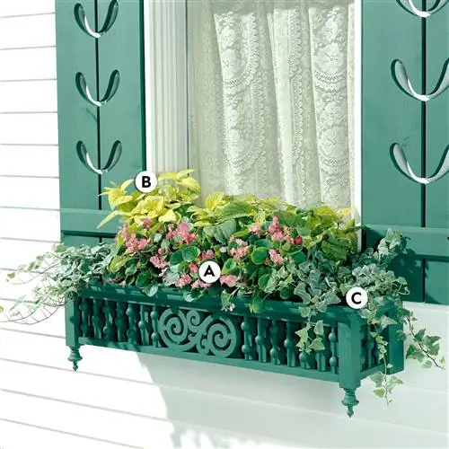 Green Window Box с колеусом, бегониями и плющом