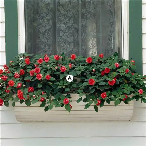 Витрина с Fiesta Salsa Red Imaptiens