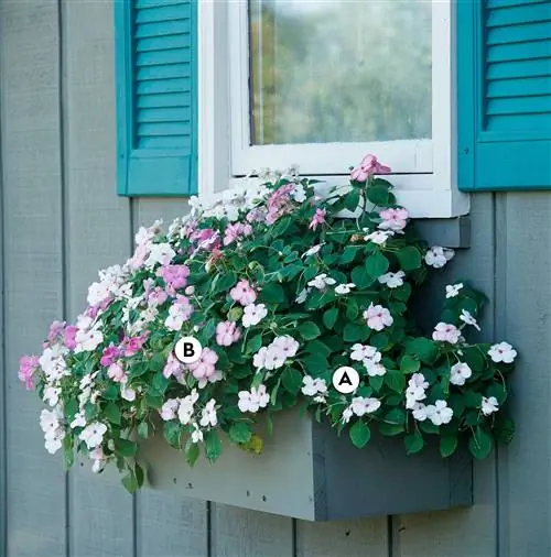 Коробка на окне с Super Elfin Blush и Pink Swirl Impatiens