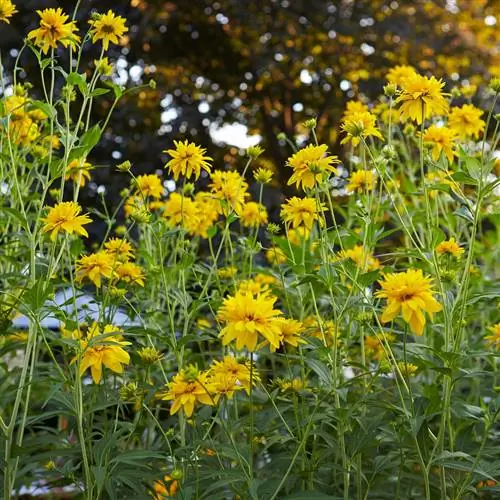 Двойной солнечный подсолнух