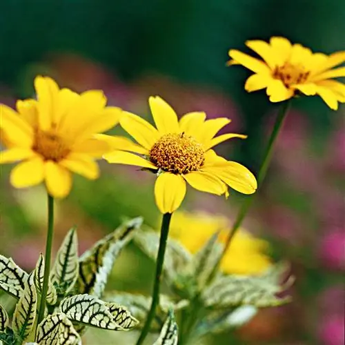 Лорейн Саншайн Ложный подсолнух