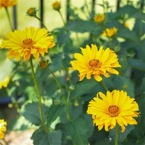 Летнее солнце Ложный подсолнух