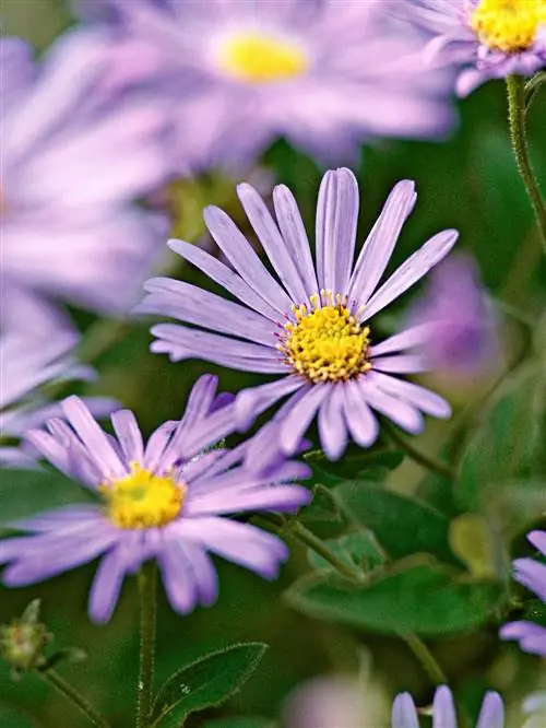 астра Symphyotrichum x frikartii 'Monch'