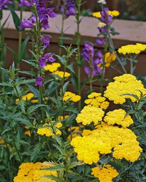 желтый тысячелистник ахиллея