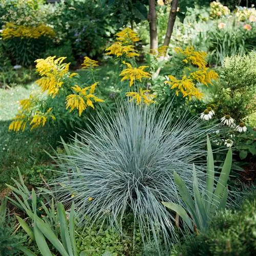 голубая овсянка