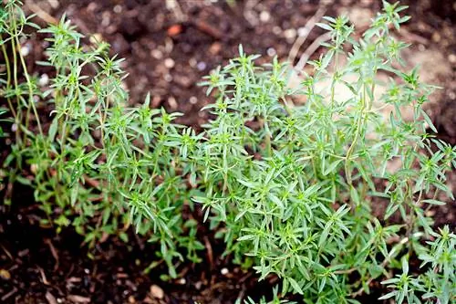 Летний чабер Satureja hortensis