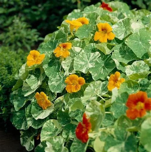 моховая роза настурция