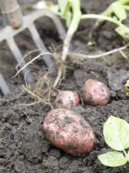 использовать вилы для сбора картофеля